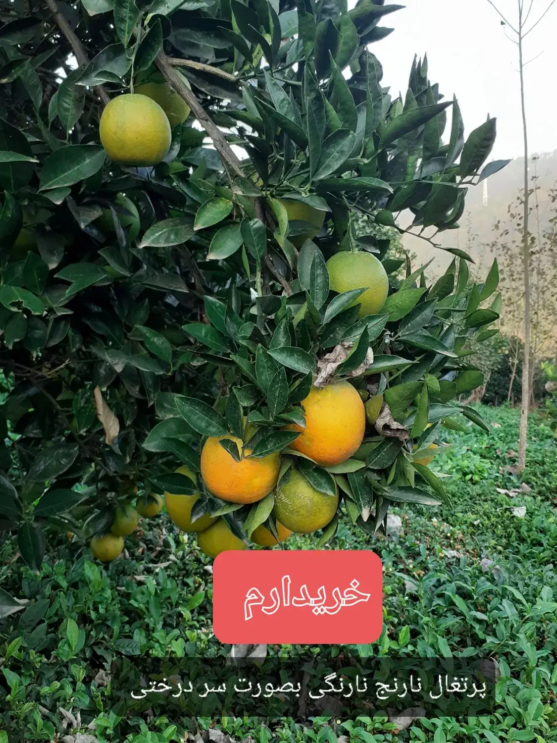 پرتغال سر درختی|خوردنی و آشامیدنی|رحیم‌آباد, |دیوار