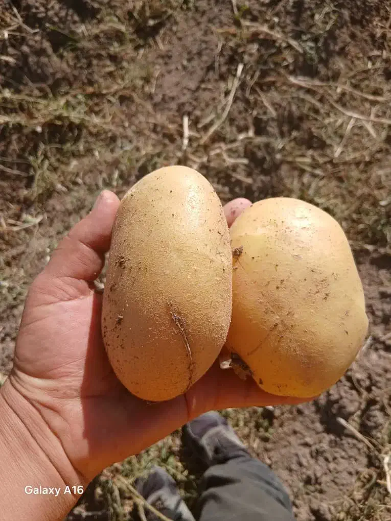 فروش سیب زمینی تناژ بالا با بهترین کیفیت|عمده‌فروشی|شیراز, تلخ داش|دیوار