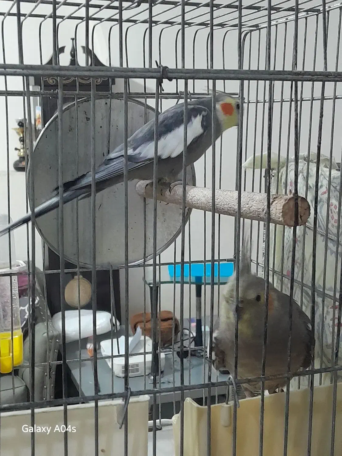 عروس هلندی|پرنده|صباشهر, |دیوار