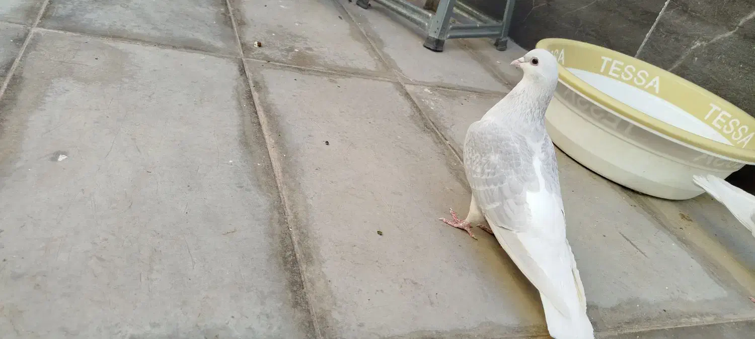 کفتر|پرنده|سبزوار, ابوریحان|دیوار