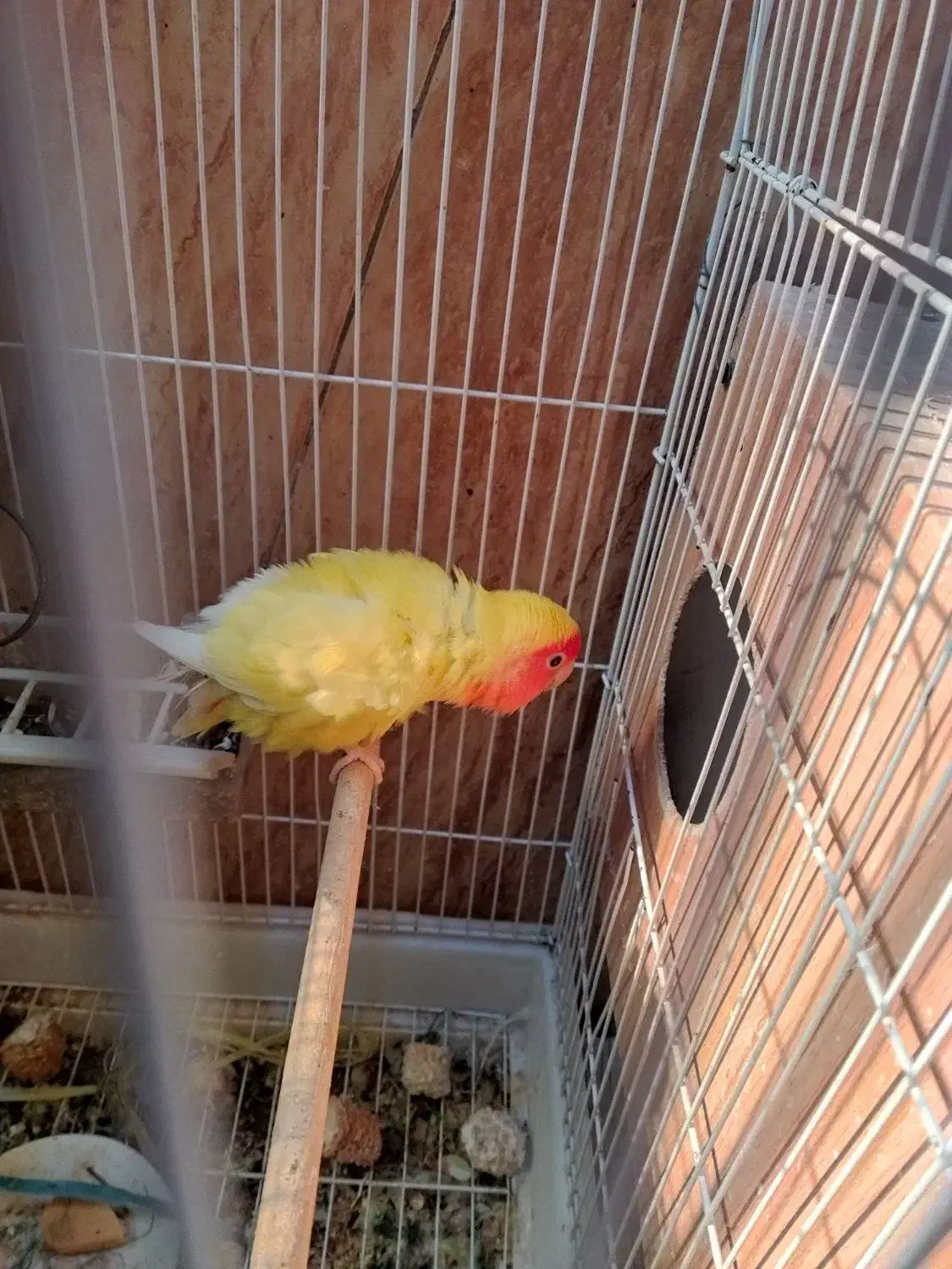 طوطی برزیلی|پرنده|بندر کنگان, |دیوار