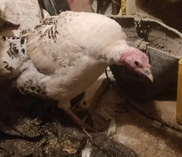 بوقلمون زنده|حیوانات مزرعه|نیشابور, گنبد سبز|دیوار