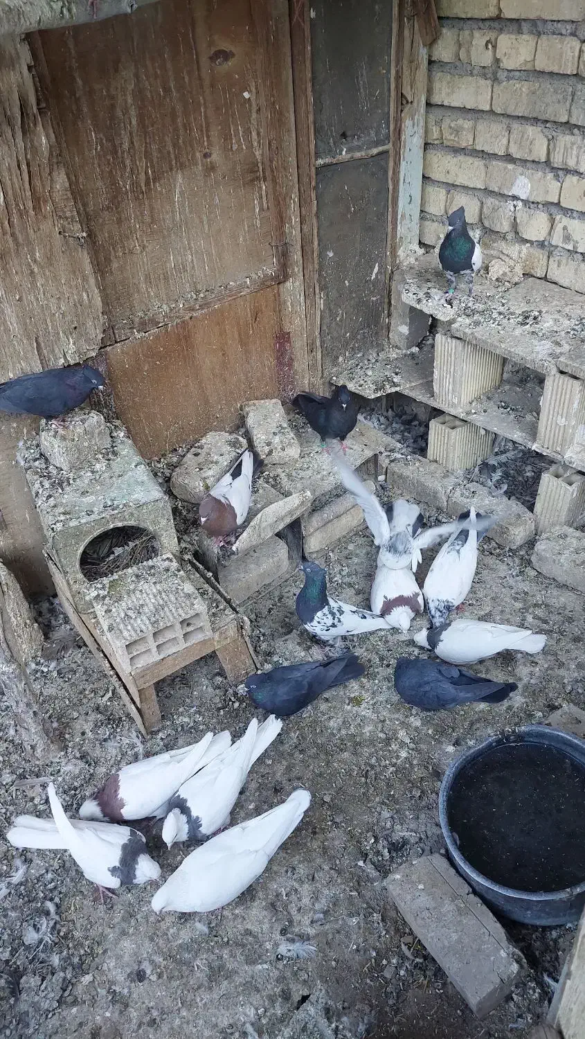 کبوتر پرشی و نقشی|پرنده|پیر بکران, |دیوار