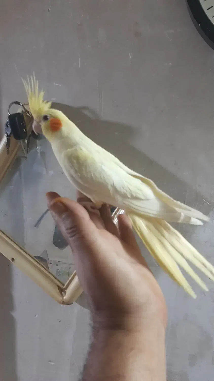 جوجه ها دو وسه و ۶ و۸ماه  نره وماده سخنگو زیبا|پرنده|تهران, شهرک رضویه|دیوار