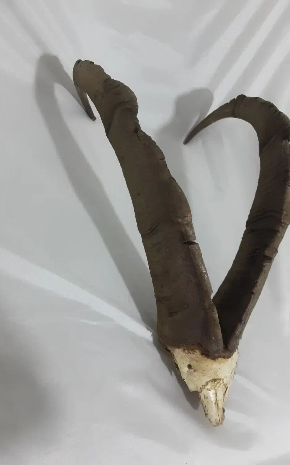 شاخ بز کوهی|کلکسیون اشیاء عتیقه|تهران, وحیدیه|دیوار