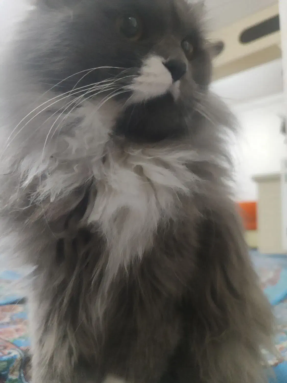 گربه اسکاتیش هایلند اماده جفت گیری|گربه|محمدیه-قزوین, |دیوار