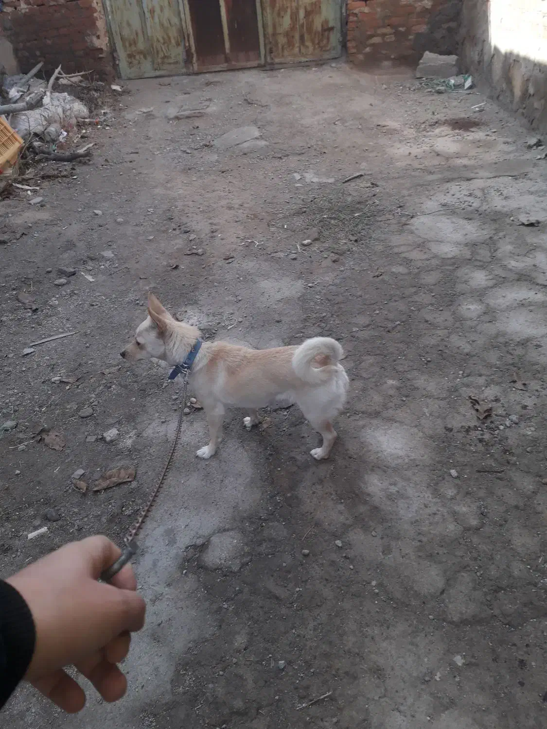 پاکوتاه باردار شیواوا کورگی ریز، نگهبان ،گوش سیخ|سگ|ملکان, |دیوار