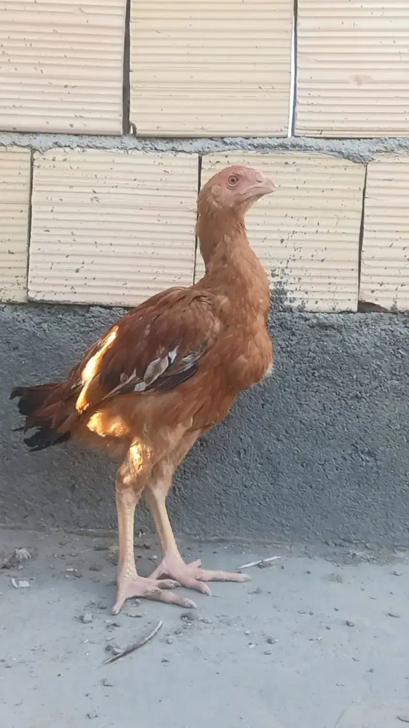 جوجه لاری و مرغ و خروس لاری|حیوانات مزرعه|مشهد, شهید بصیر|دیوار