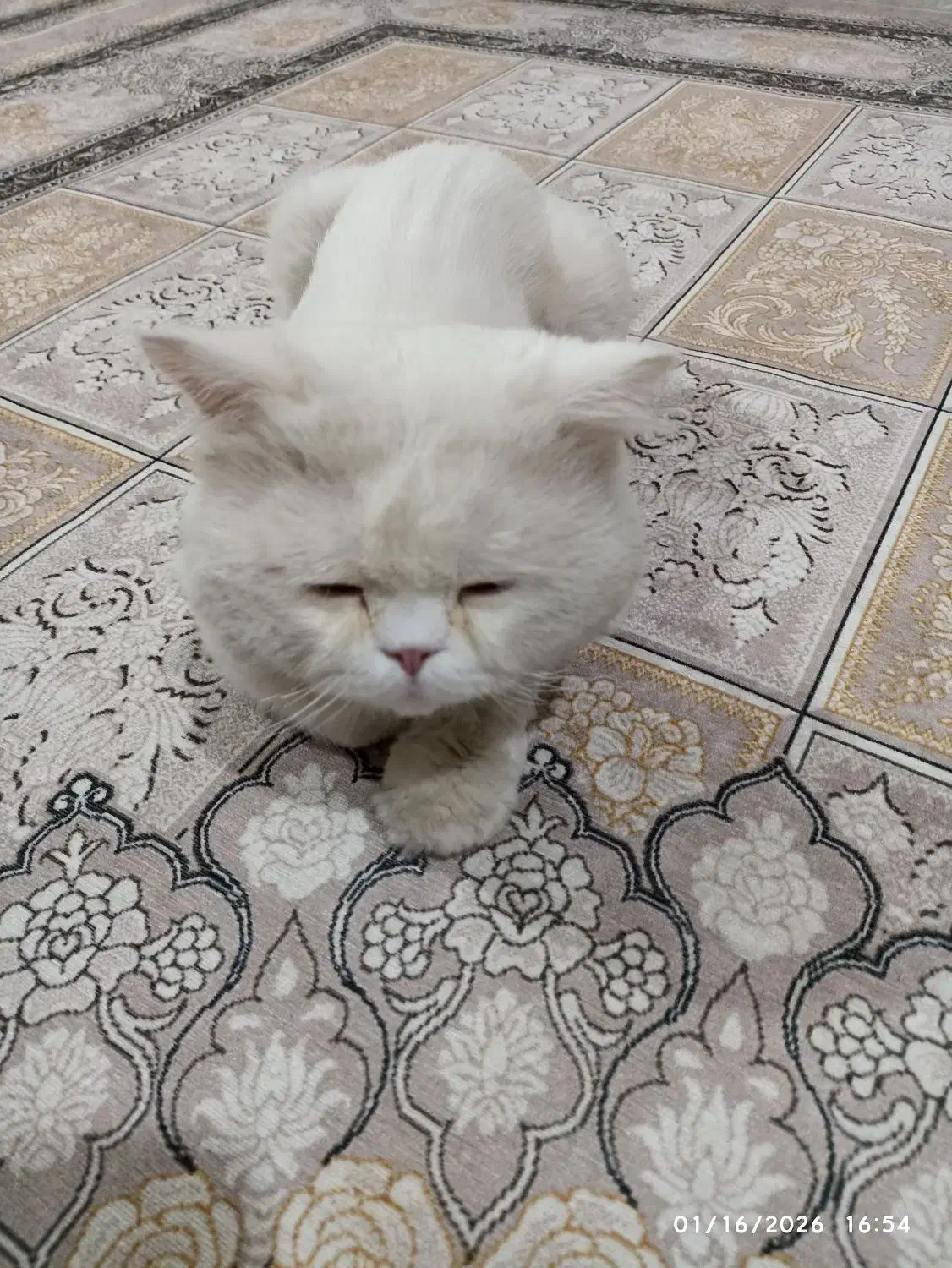 گربه پرشین نر|گربه|زاهدان, |دیوار