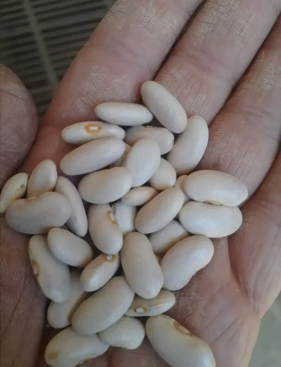 لوبیا سفید|خوردنی و آشامیدنی|مرودشت, محمد آباد|دیوار