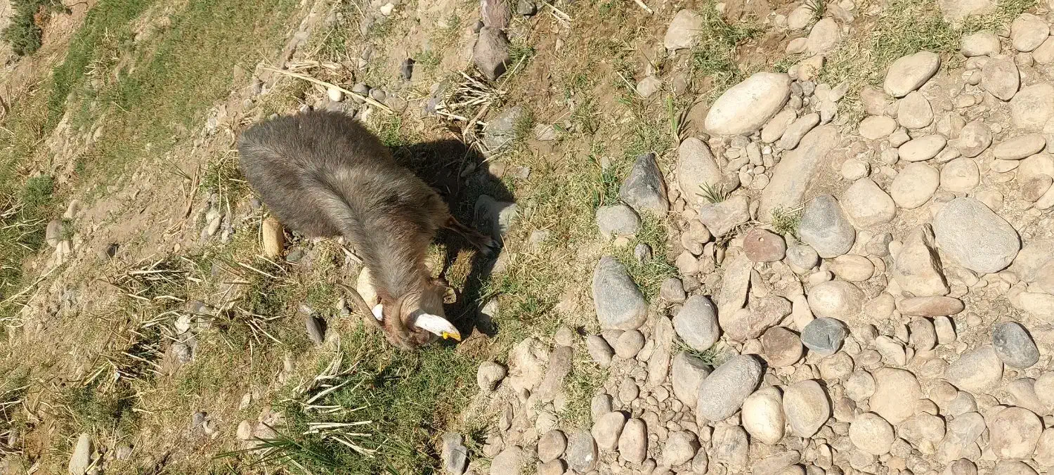 30عدد بز جون نژادکورکی ابست|حیوانات مزرعه|کرمان, |دیوار