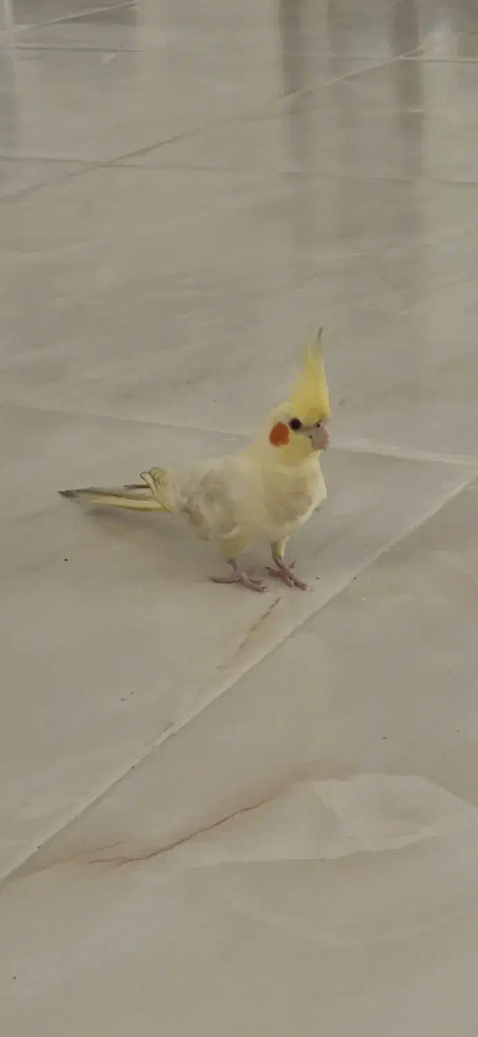 عروس هلندی گمشده|پرنده|فیروزه, |دیوار