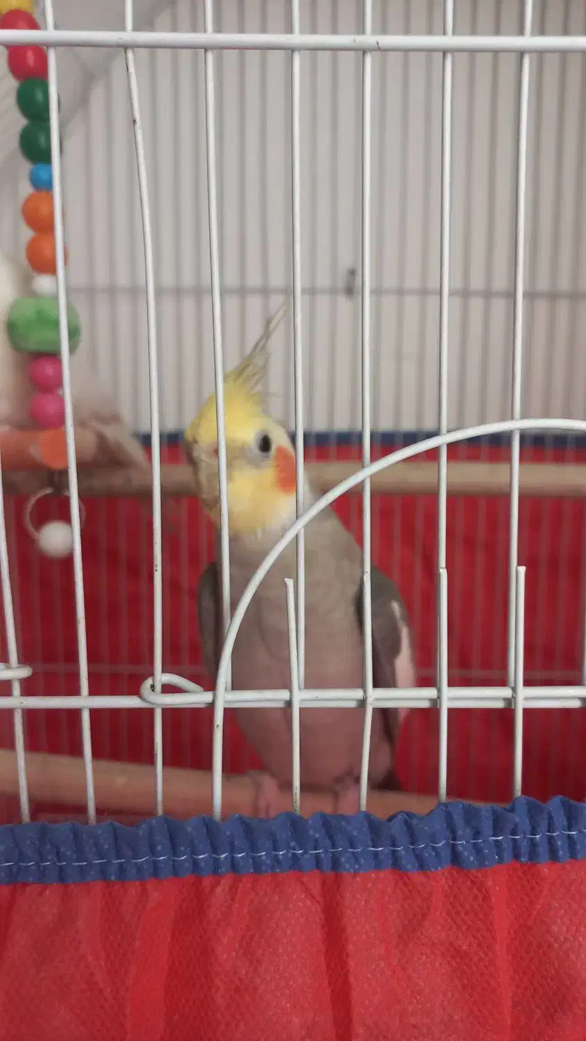 عروس هلندی یه جفت. ۲۵۰۰|پرنده|لالجین, |دیوار