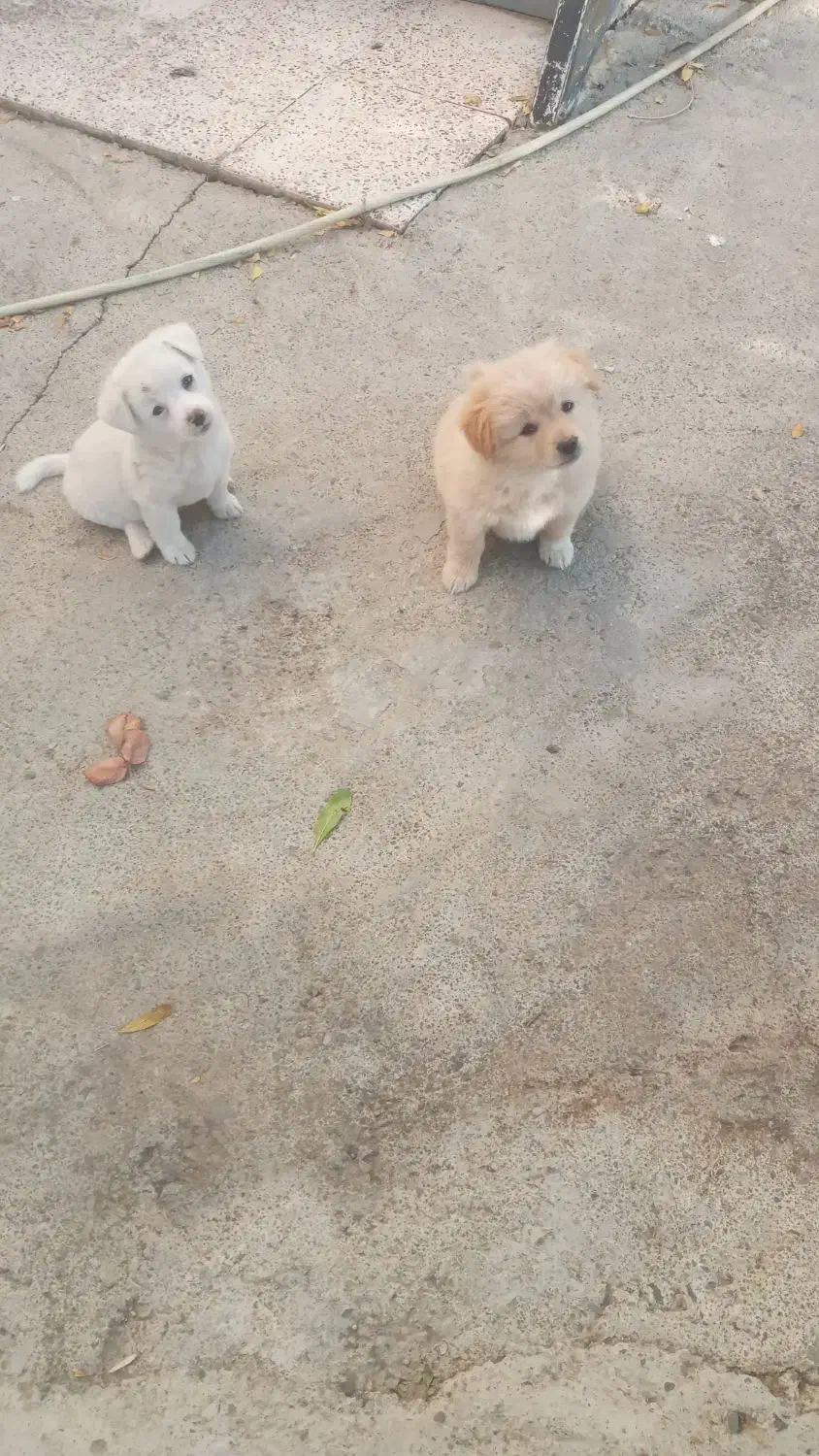 اصلاندوز|سگ|پارسآباد, |دیوار