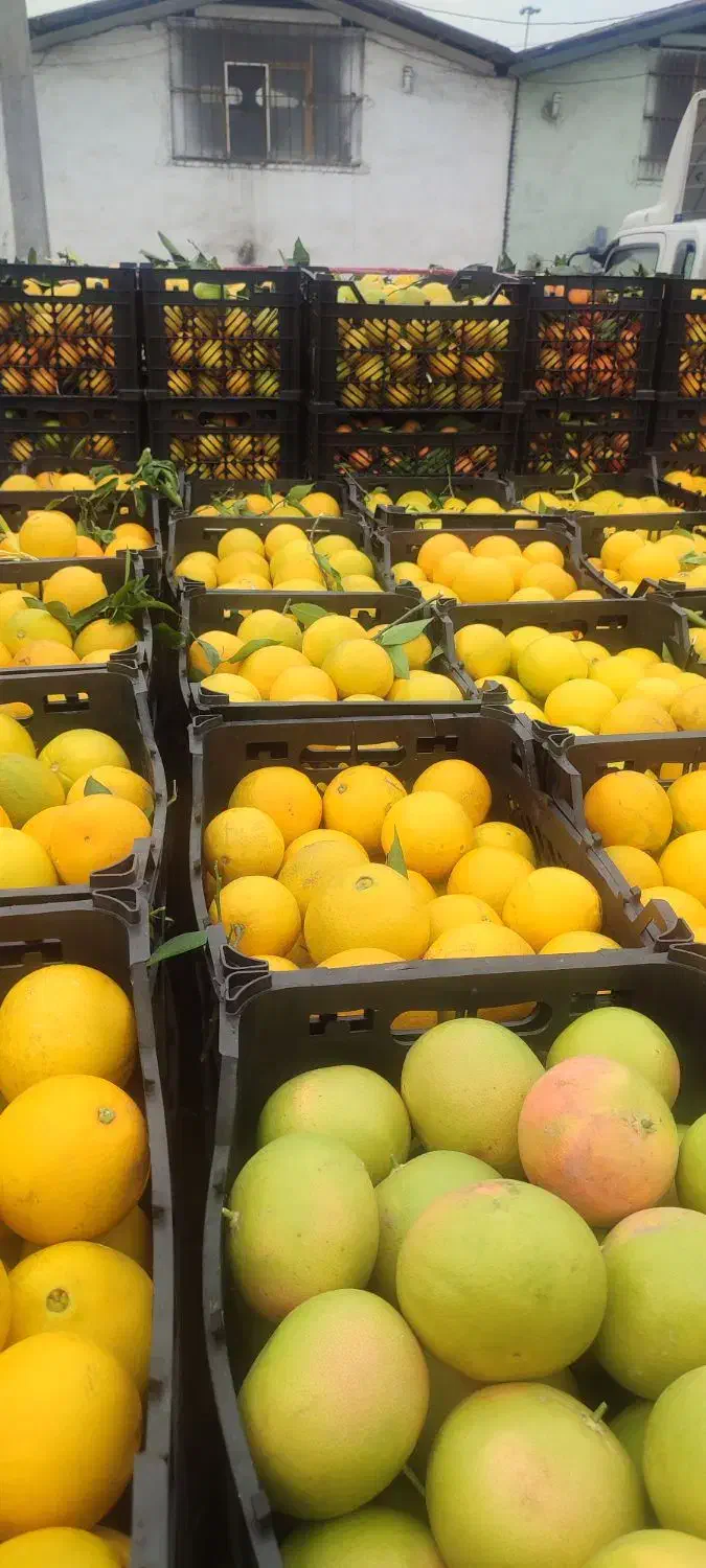 خریدار مرکبات|خدمات باغبانی و درختکاری|ساری, |دیوار