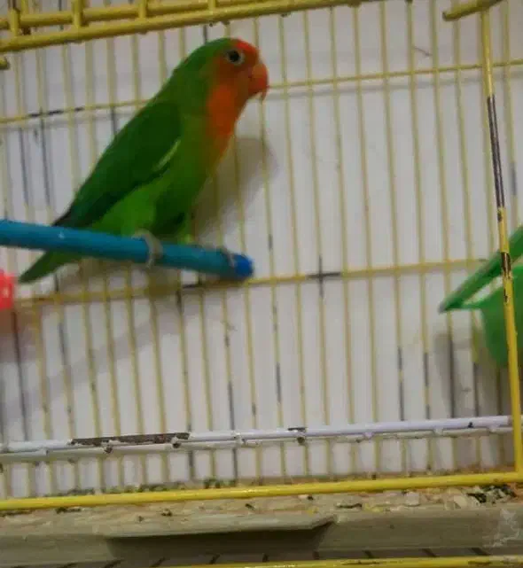 طوطی برزیلی.مرغ عشق.فنچ|پرنده|بوشهر, |دیوار