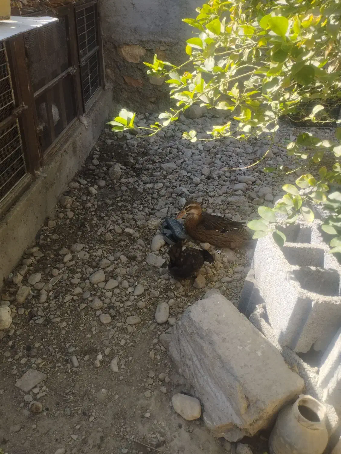 فروش مرغ و خروس|حیوانات مزرعه|فین, |دیوار