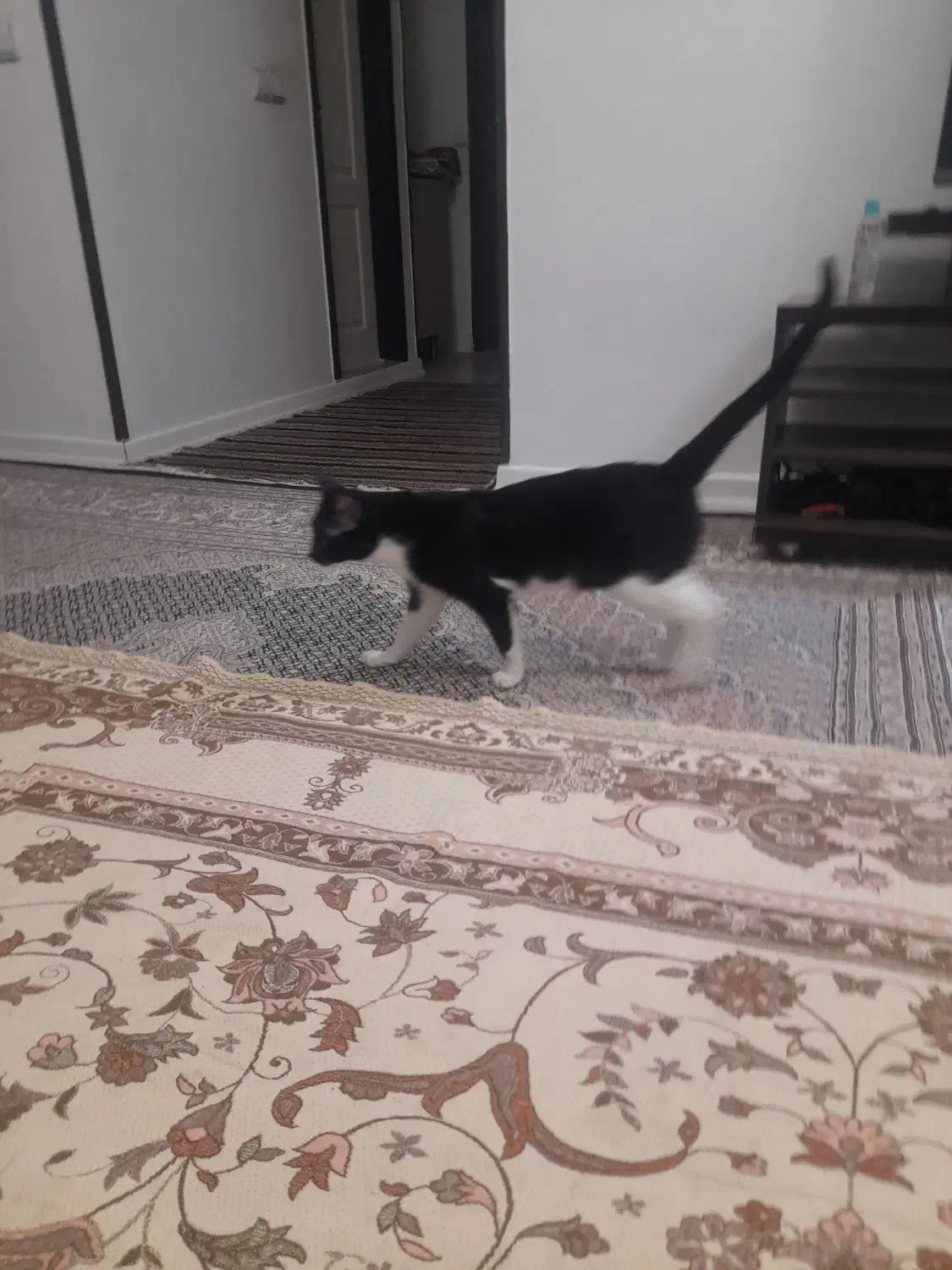 واگذاری گربه|گربه|زنجان, |دیوار