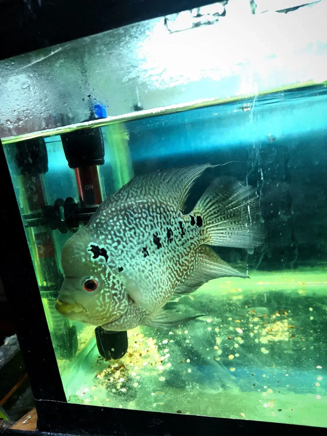 ماهی فلاور نر  ‌|ماهی|رشت, لاکانی|دیوار