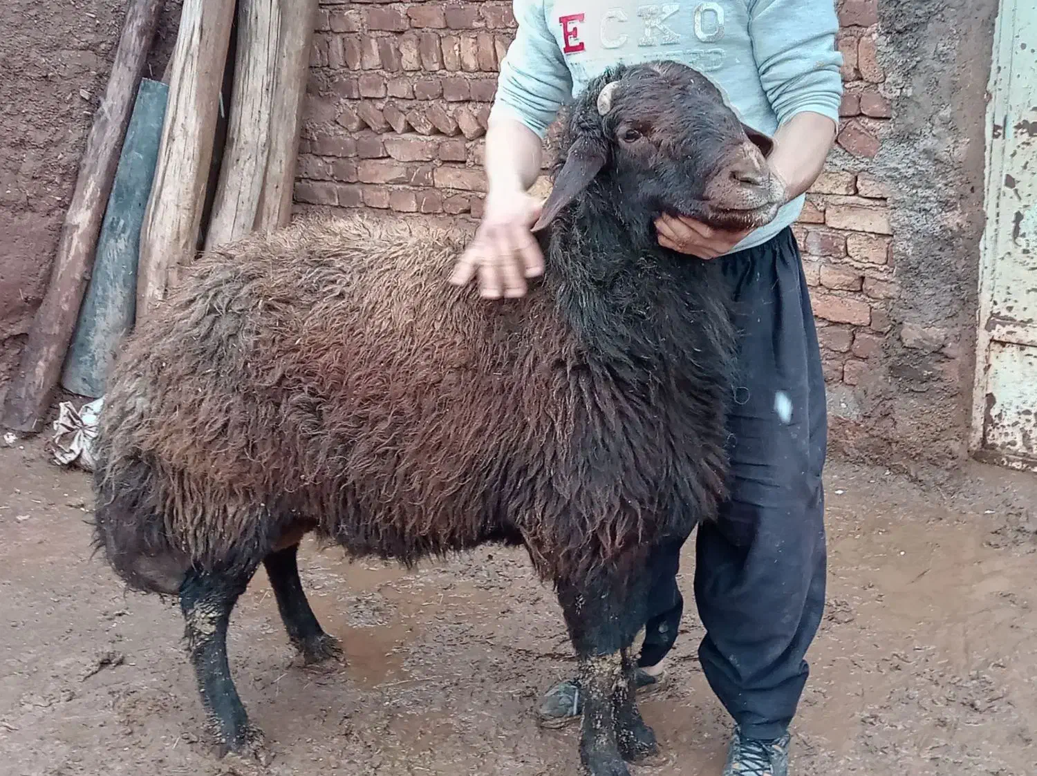 قوچ بذری|حیوانات مزرعه|مشکان, |دیوار