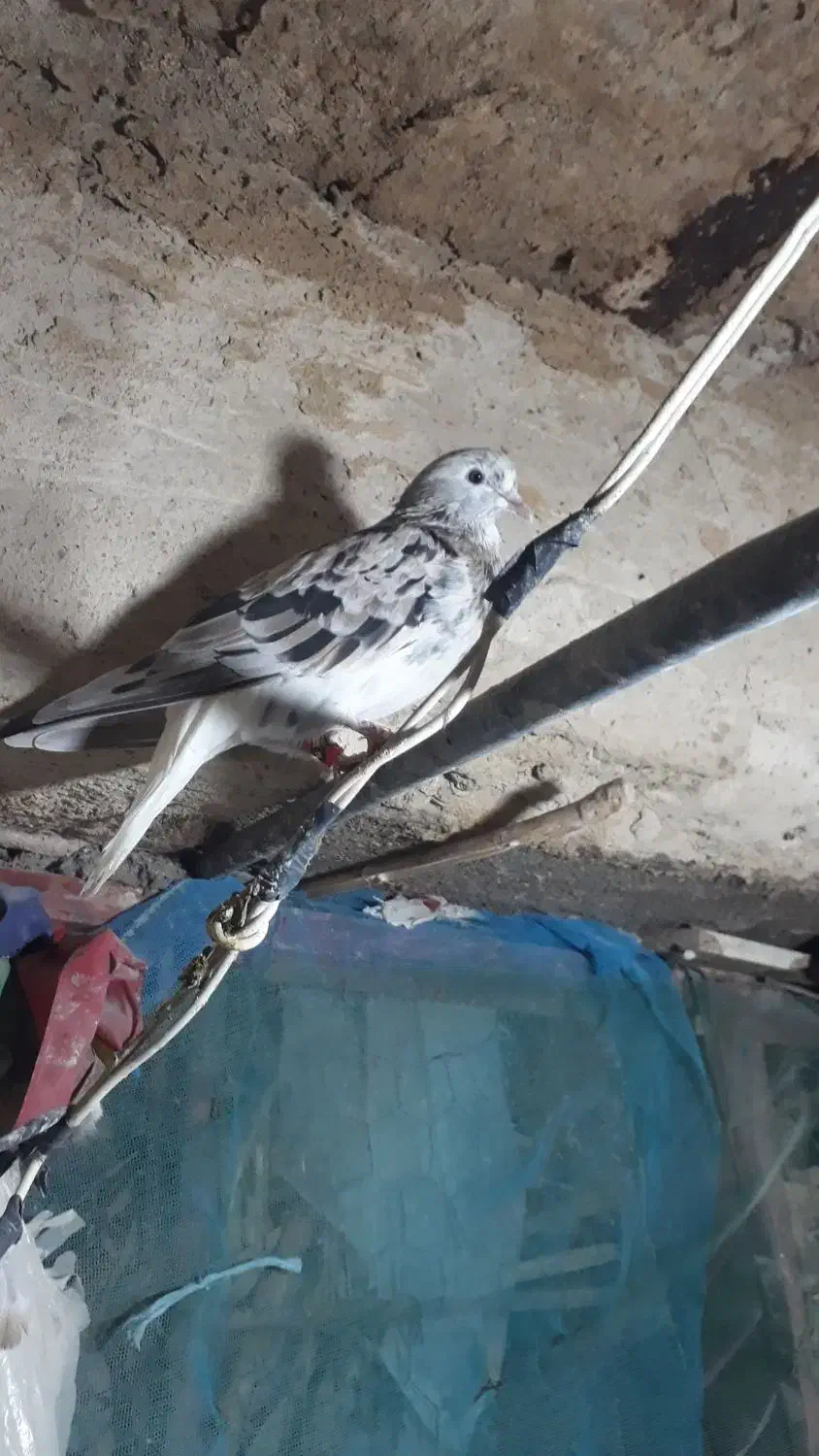 بشرط‌جوجه‌وگشت|پرنده|پاپی, |دیوار