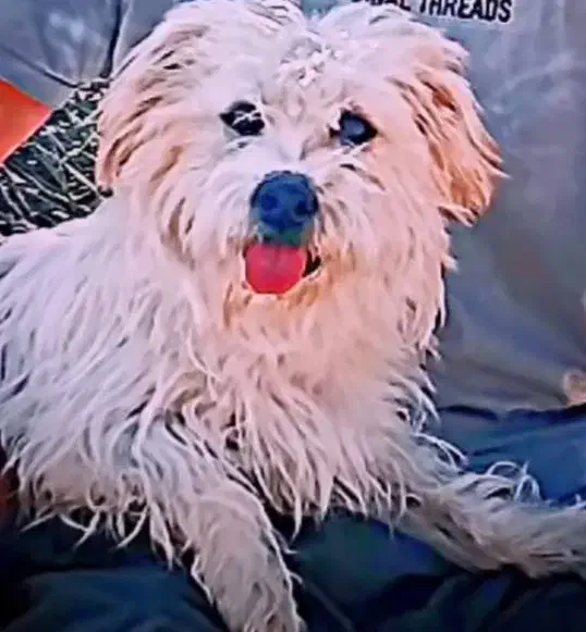 فروش سگ|سگ|شیراز, ماه فیروزان|دیوار