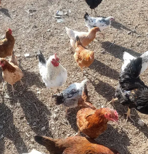 مرغ و بوقلمون|حیوانات مزرعه|قزوین, |دیوار