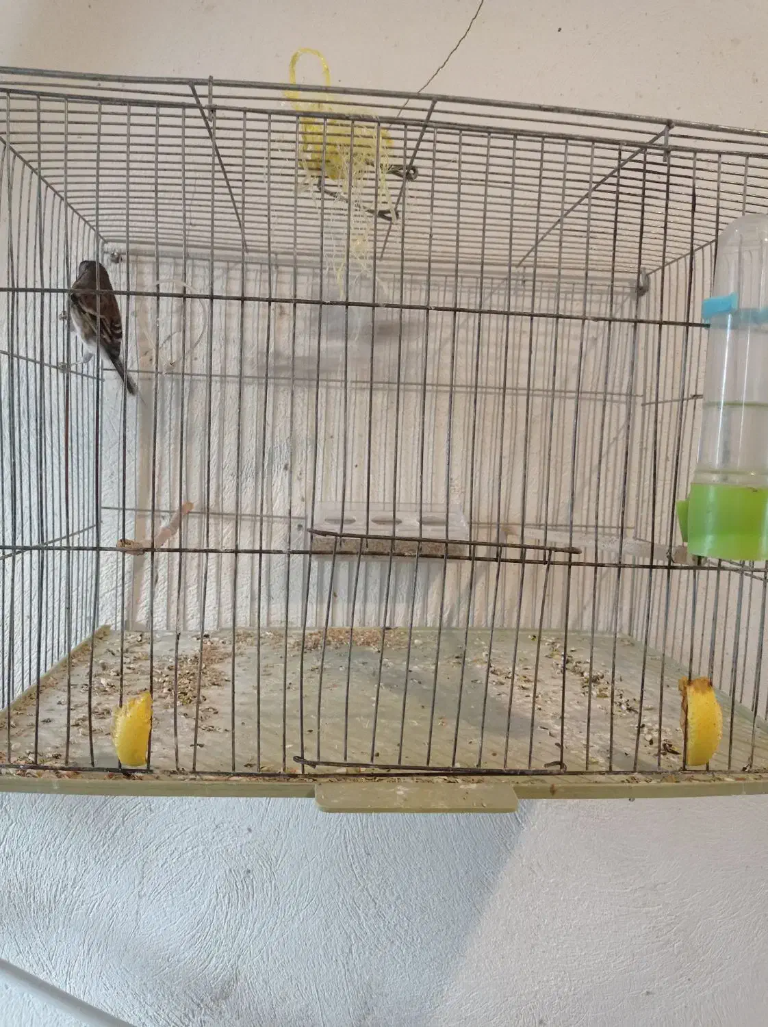 سهره قناری|پرنده|اردبیل, |دیوار