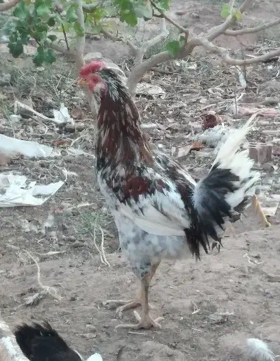 مرغ گلین طوسی گلین|حیوانات مزرعه|رفسنجان, |دیوار