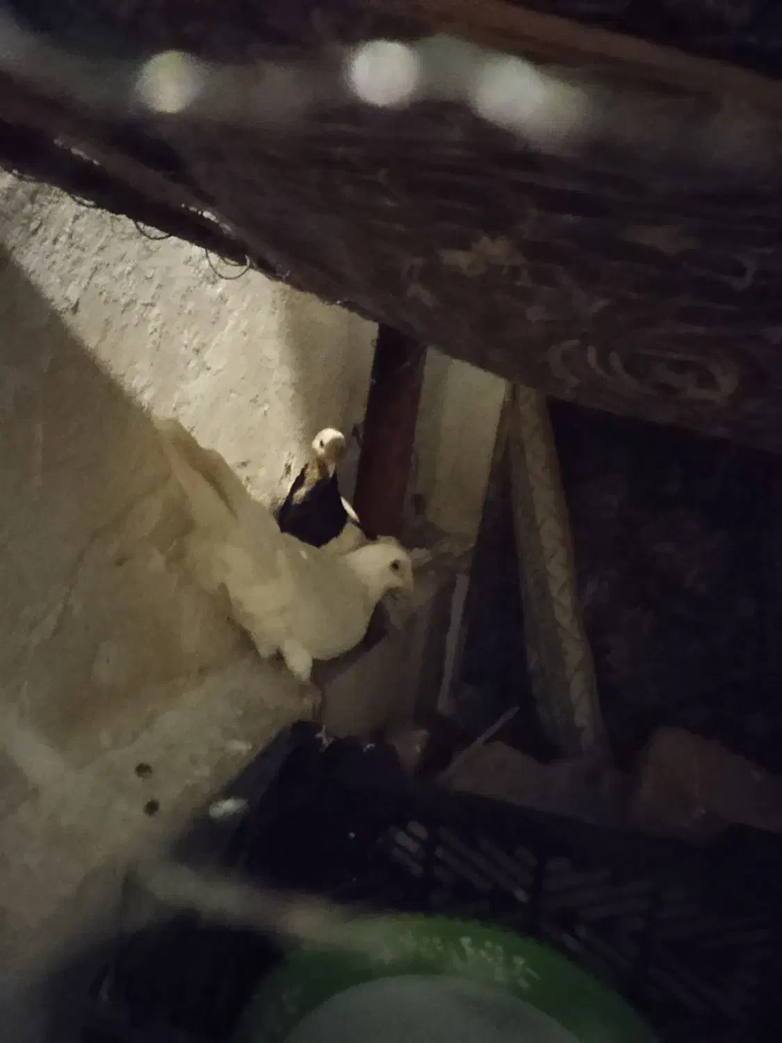 کفتر|پرنده|طبس, |دیوار