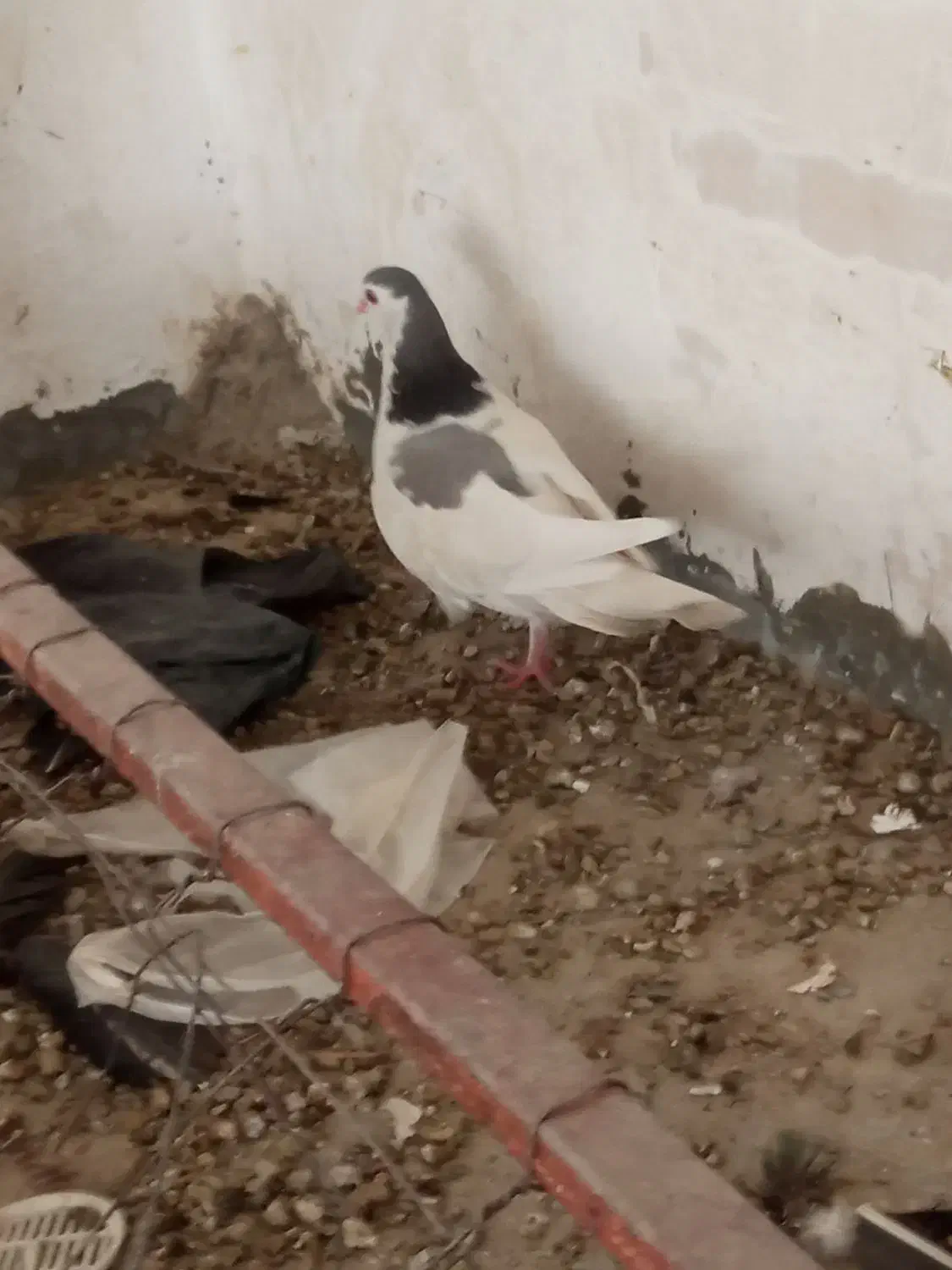 کبوتر کتل نرومادن|پرنده|اصفهان, شهشهان|دیوار