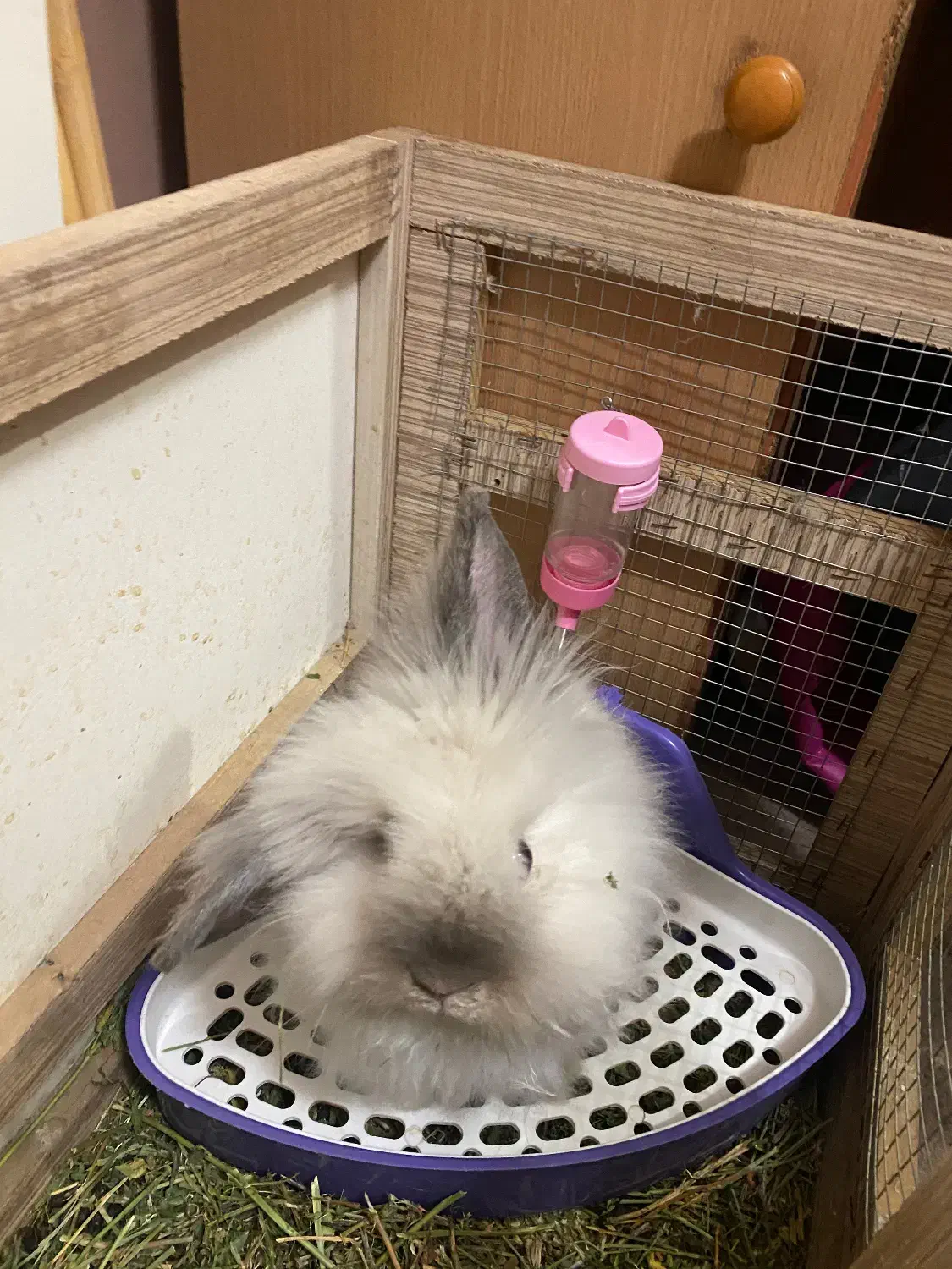 خرگوش لوپ دستی بامزه|موش و خرگوش|قزوین, |دیوار