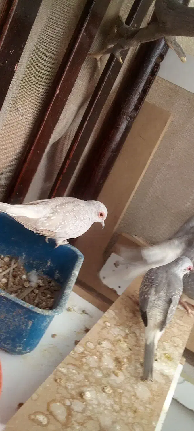 دوجفت|پرنده|کازرون, |دیوار