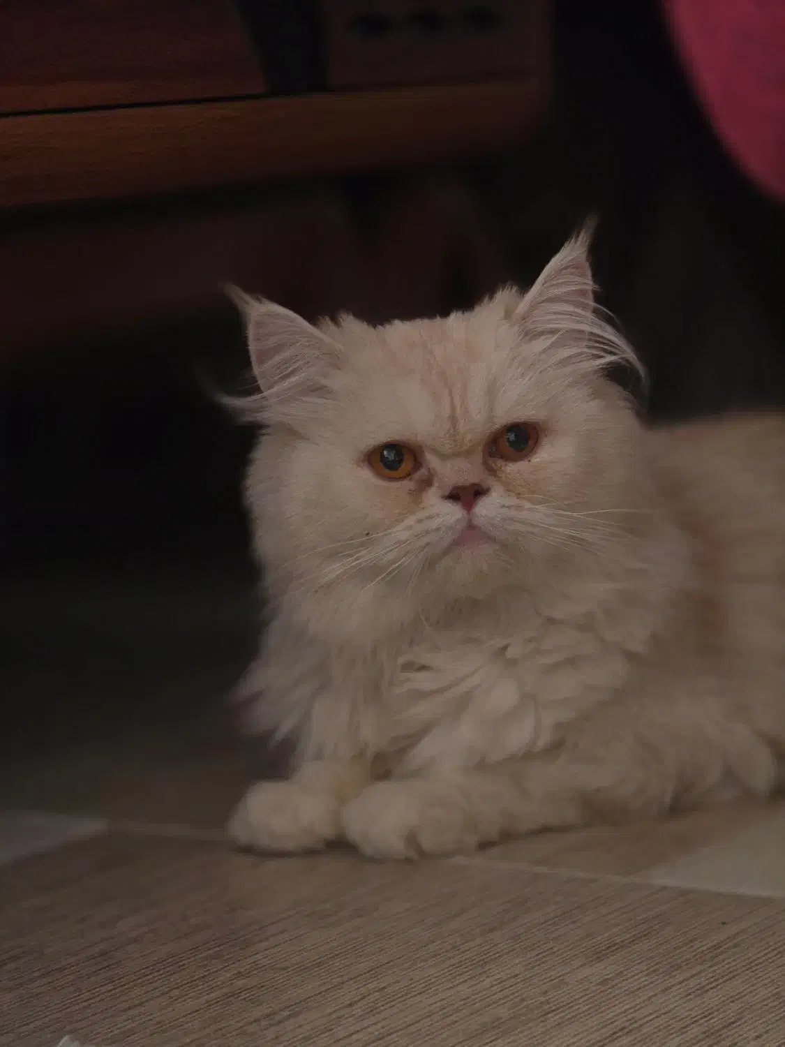 واگذاری گربه پرشین سوپر فلت|گربه|سیرجان, |دیوار