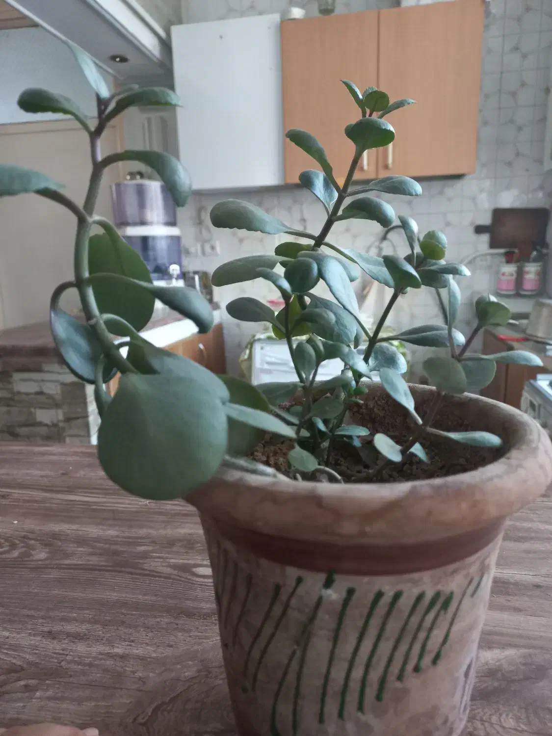 گلدون طبیعی فروشی|گل و گیاه طبیعی|مشهد, خرمشهر|دیوار