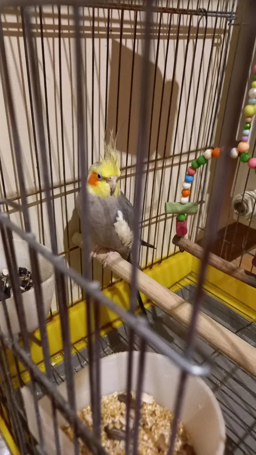 عروس هلندی|پرنده|پاکدشت, شهرک امام رضا|دیوار