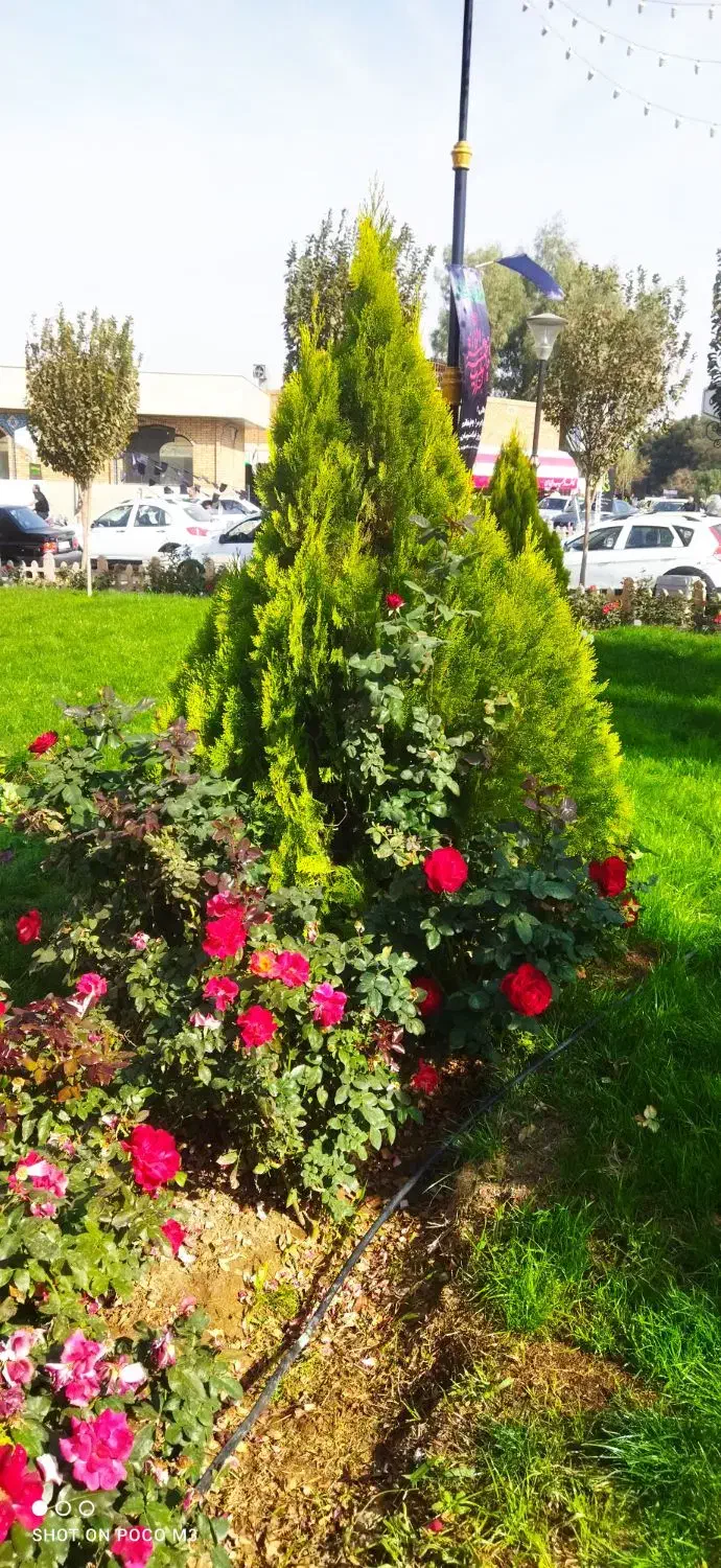 باغبان.انجام کلیه کارهای باغبانی|خدمات باغبانی و درختکاری|قم, نیروگاه|دیوار