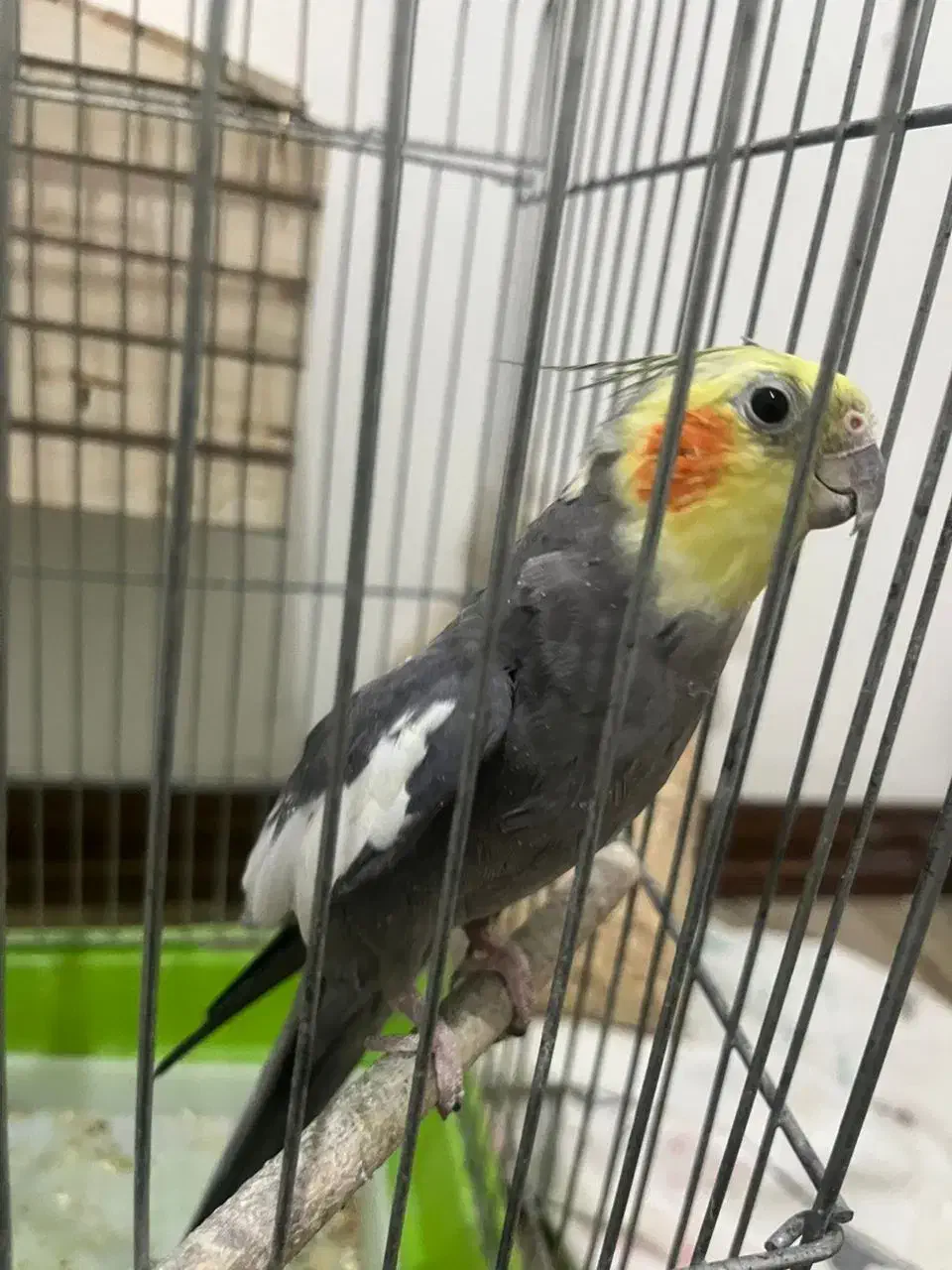 دو عدد عروس هلندی نر و ماده|پرنده|کرج, شهرک یاس شمالی|دیوار