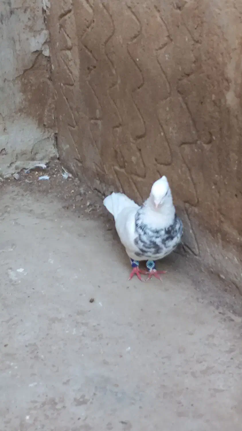 طوقی هفت رنگ و سوسکی|پرنده|گنبد کاووس, |دیوار