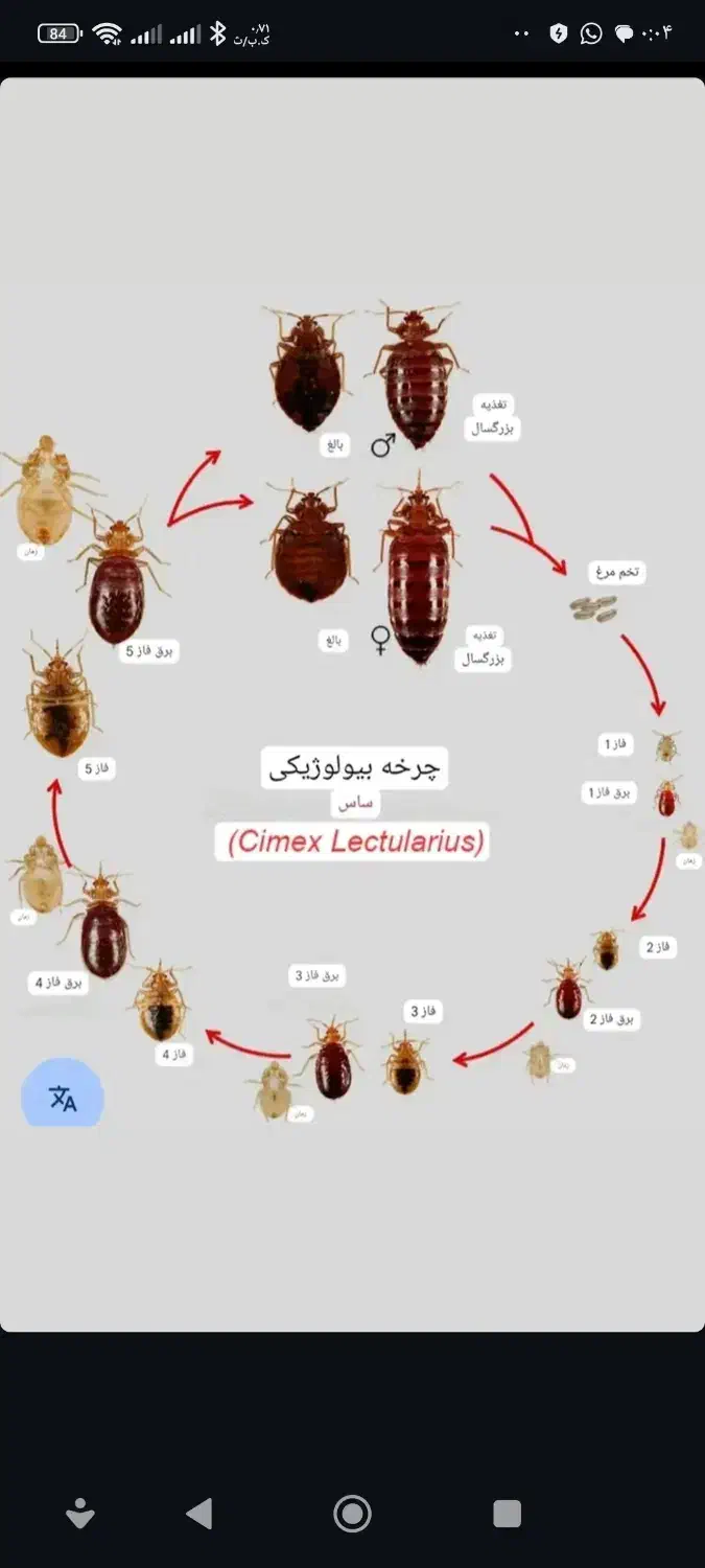 سم پاشی وضدعفونی|خدمات نظافت|نجفآباد, سعدی|دیوار