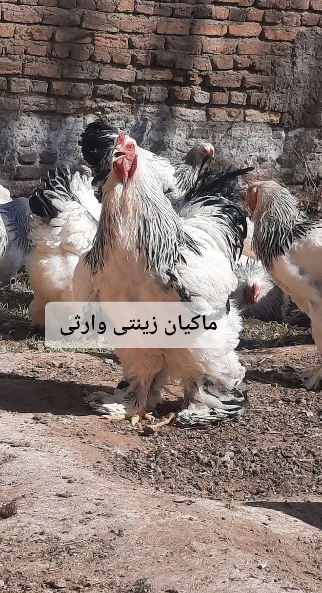 تخم نطفه دار برهما لایت|حیوانات مزرعه|تبریز, |دیوار