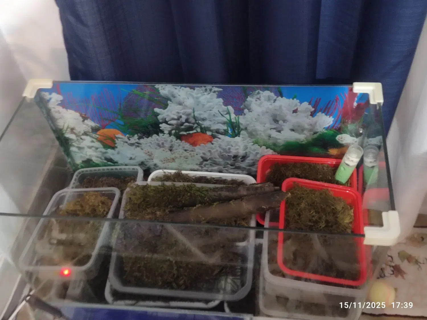 آکواریم شیشه خم|ماهی|کرج, خرمدشت|دیوار