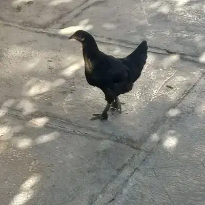 مرغ وخروس|حیوانات مزرعه|سرپل ذهاب, |دیوار