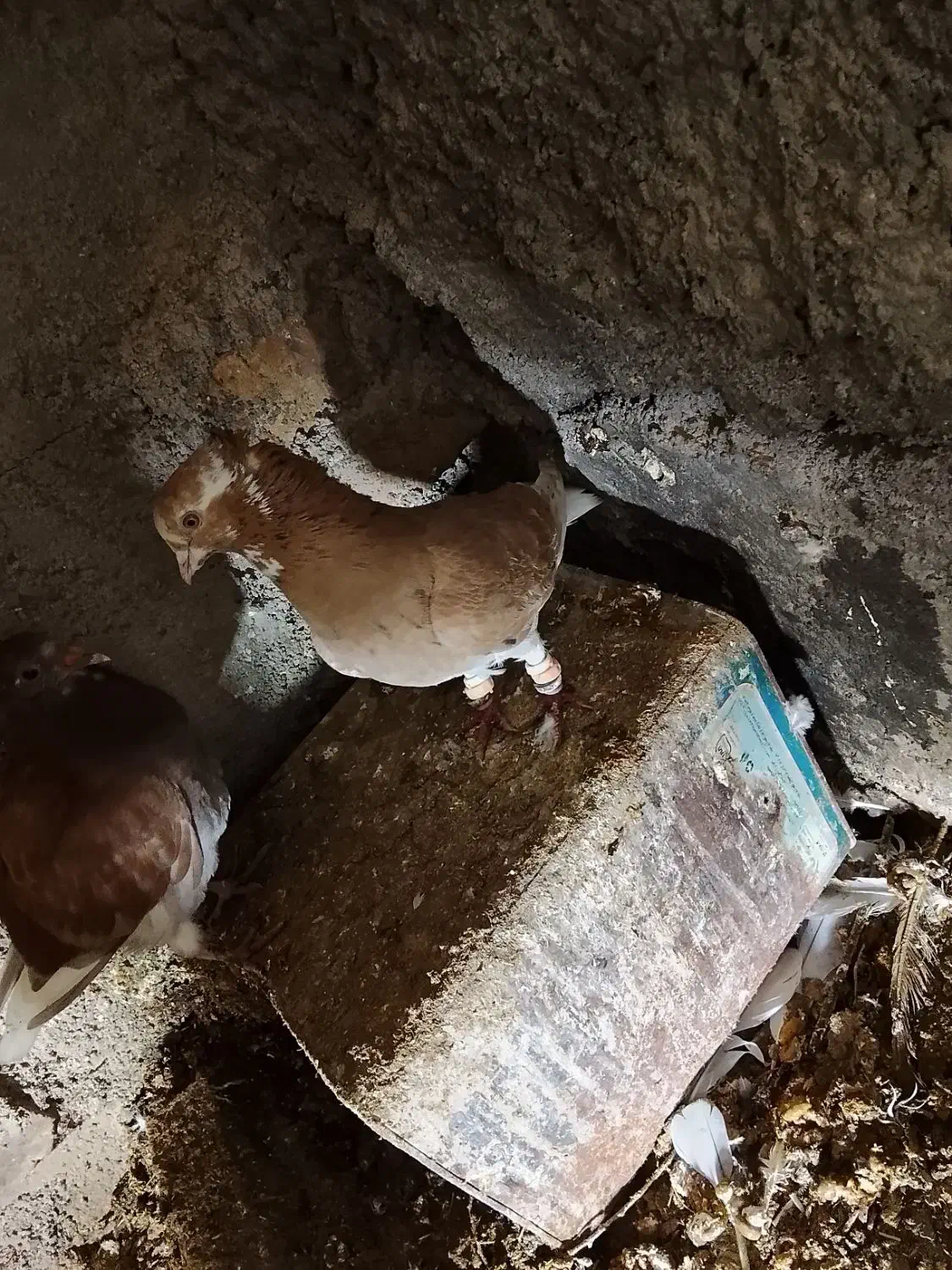 کفتر دم‌سفید|پرنده|عطاملک, |دیوار