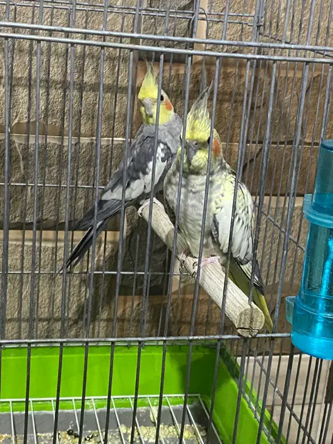 عروس هلندی مولد|پرنده|بندر ماهشهر, |دیوار