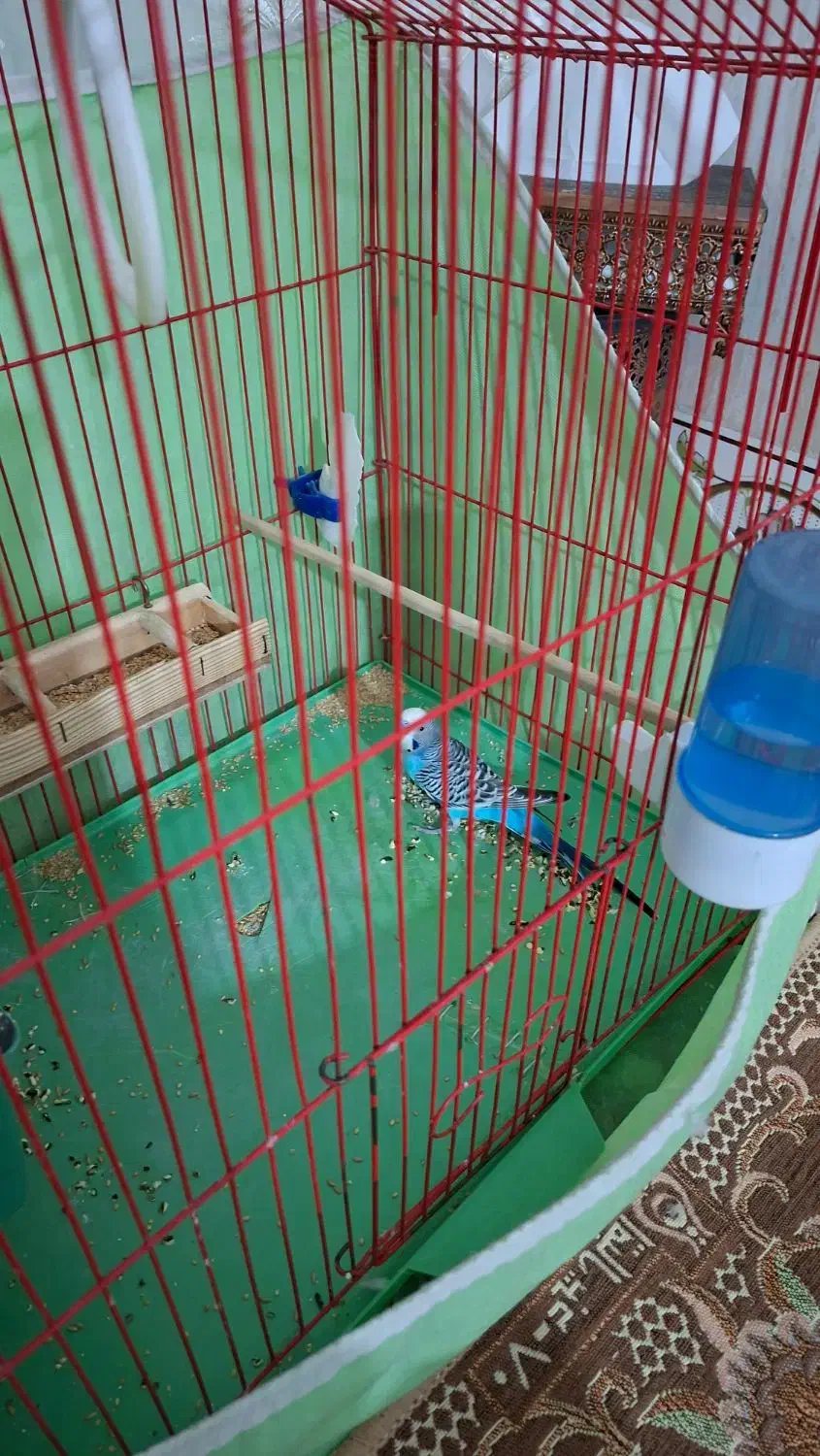 مرغ عشق|پرنده|مشکیندشت, |دیوار