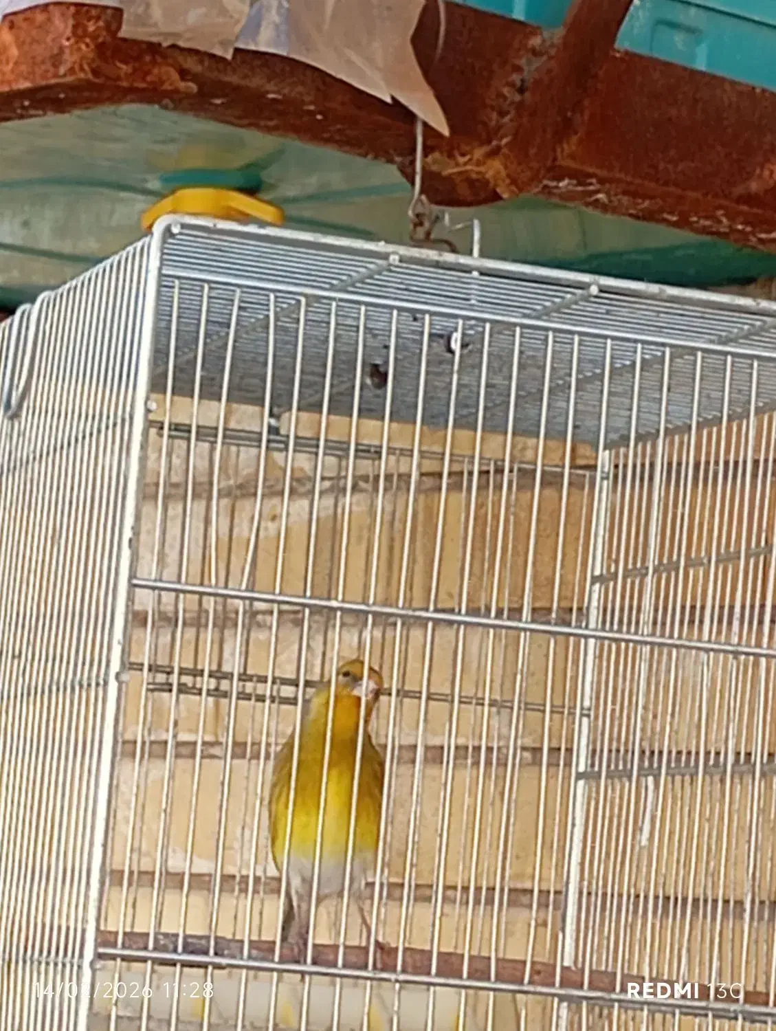 سهره|پرنده|شیراز, کوشک میدان|دیوار