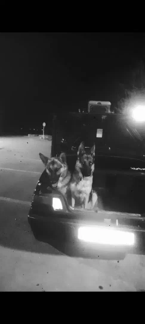 سگ ژرمن ورک|سگ|برخوار, |دیوار