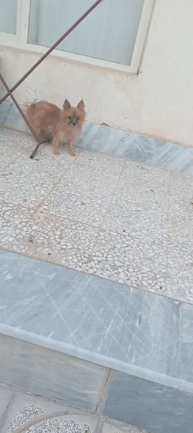 پاپی|سگ|اصفهان, بوستان زاینده رود|دیوار