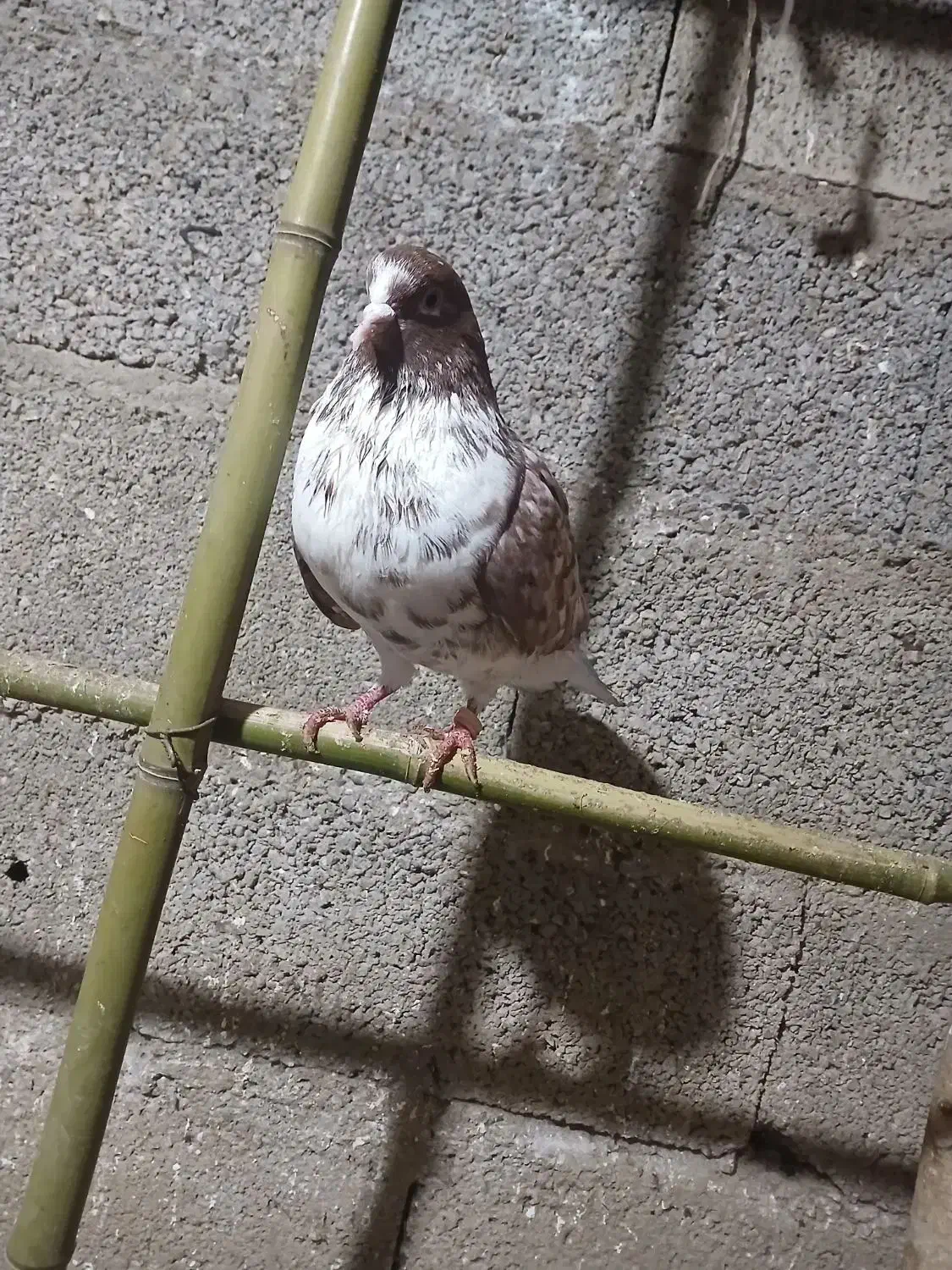 کفتر نر پرشی|پرنده|گوراب زرمیخ, |دیوار